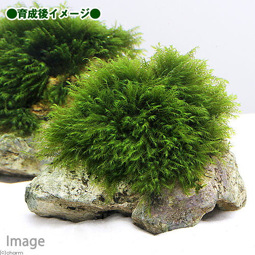 （水草）Plants　Arrangement　ザ　ボンサイ　Ver．2（1個）