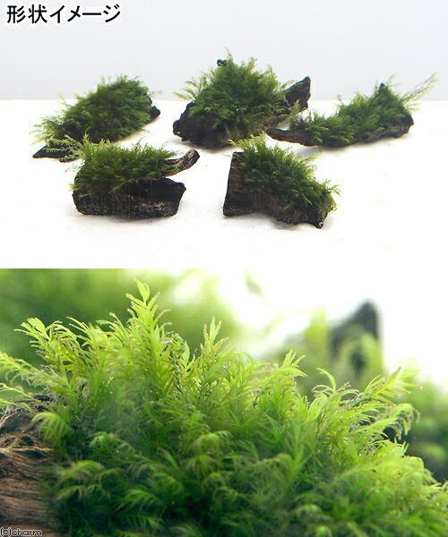 （水草）★育成済★　ウォーターフェザー　流木　ミニサイズ（8cm以下）（水中葉）（...
