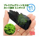 (水草)巻きたて プレミアムグリーンモス付 流木 ミニサイズ(8cm以下)(水中葉)(無農薬)(1個)