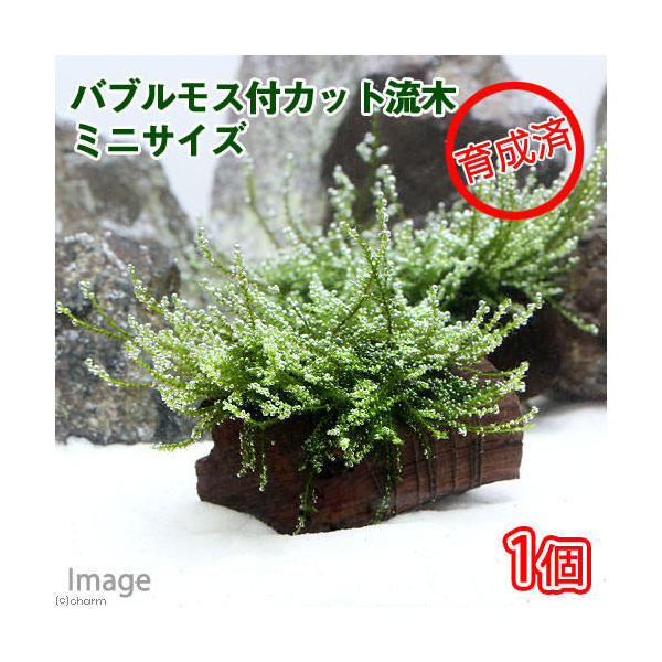 楽天市場】ウィーピングモスの通販