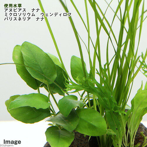 （水草）Plants　Arrangement　ザ　ボンサイ　Ver．8（1個）