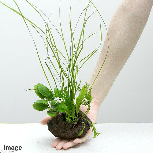 （水草）Plants　Arrangement　ザ　ボンサイ　Ver．8（1個）