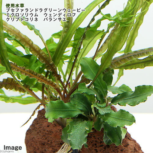 （水草）Plants　Arrangement　ザ　ボンサイ　Ver．13（1個）
