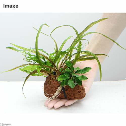 �ʿ����Plants��Arrangement�������ܥ󥵥���Ver��13��1�ġ�