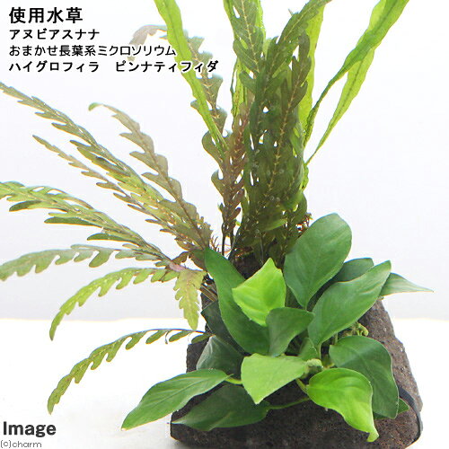 charm 3980 楽天市場店の（水草）Plants　Arrangement　ザ　ボンサイ　Ver．24（1個）｜アングル2