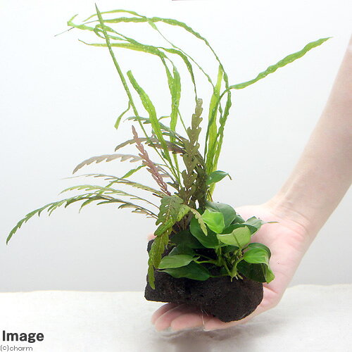 charm 3980 楽天市場店の（水草）Plants　Arrangement　ザ　ボンサイ　Ver．24（1個）｜アングル3