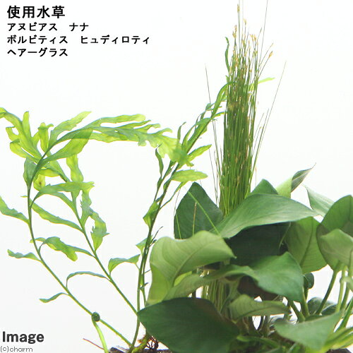charm 3980 楽天市場店の（水草）Plants　Arrangement　ザ　ボンサイ　Ver．28（1個）｜アングル2