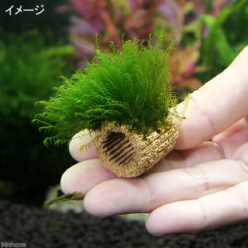 （水草）★育成済★　ライフマルチ（茶）ウォーターフェザー（水中葉）（無農薬）（3...