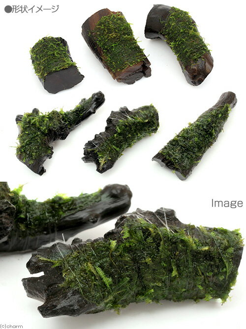 （水草）巻きたて　ジャイアント南米ウィローモス　流木　ミニサイズ（8cm以下）（...