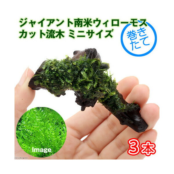 （水草）巻きたて　ジャイアント南米ウィローモス　流木　ミニサイズ（8cm以下）（水中葉）（無農薬）..