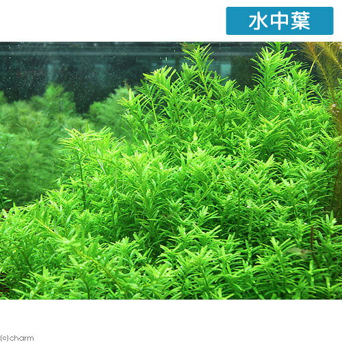 （水草）ロタラsp．グリーン　丸葉タイプ（水上葉）（無農薬）（10本）