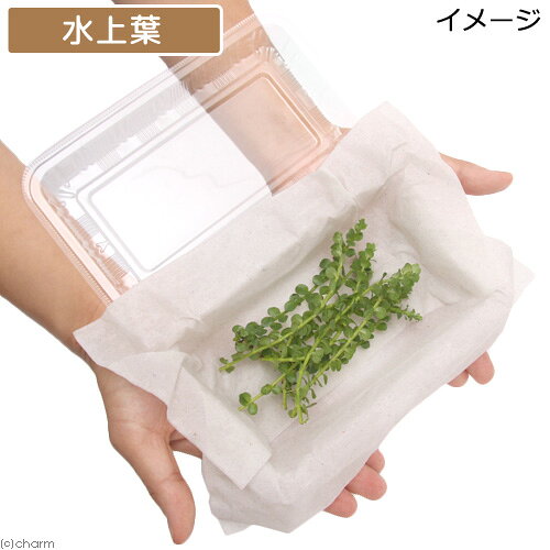 （水草）ロタラsp．グリーン　丸葉タイプ（水上葉）（無農薬）（10本）