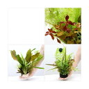 (水草)ハニカムシェルター 寄せ植えミックス Ver.水中葉(1個)