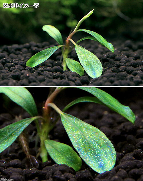 �ʿ���˥֥��ե����ɥ�sp��Pygmaea��̵�����ˡʿ����աˡ�1����