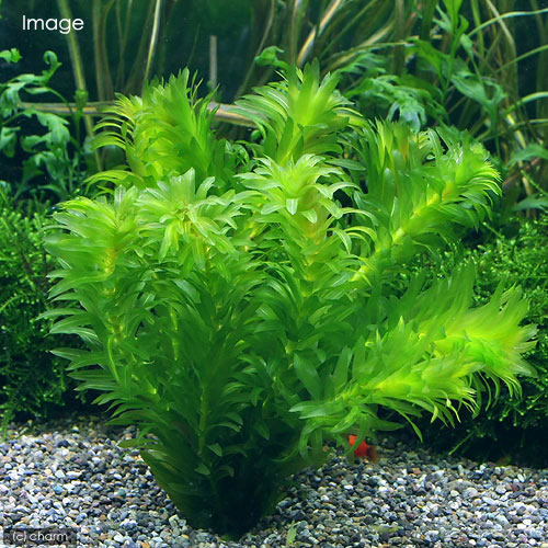 （水草）メダカ・金魚藻　国産アナカリス（10本）＋ドワーフフロッグビット（5株）...