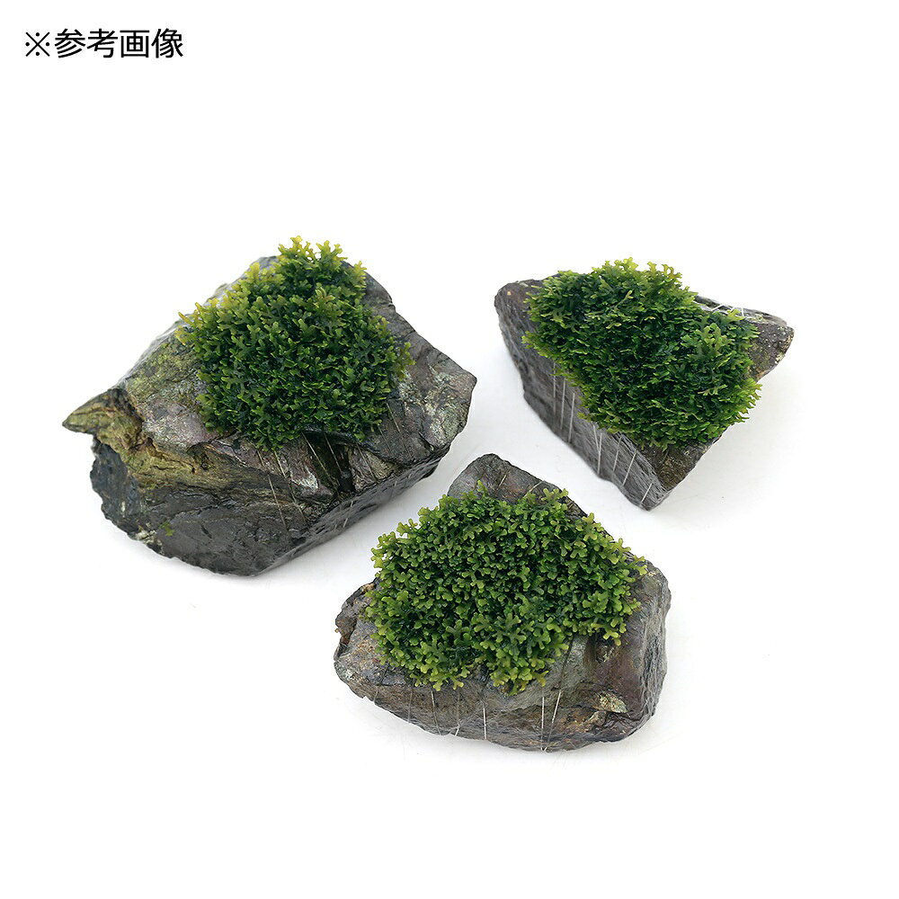 （水草）★育成済★　プレミアムグリーンモス　風山石SSサイズ（5〜8cm）（水中葉）...