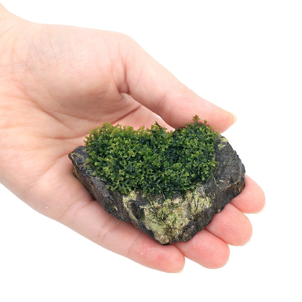 （水草）★育成済★　プレミアムグリーンモス　風山石SSサイズ（5〜8cm）（水中葉）...