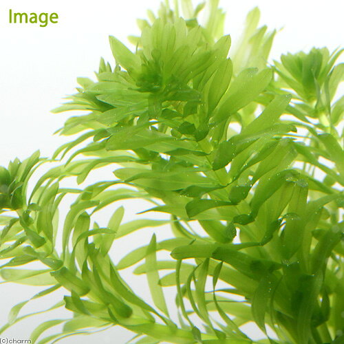（水草）メダカ・金魚藻　国産　無農薬アナカリス　with　植えるカム（無農薬）（1...