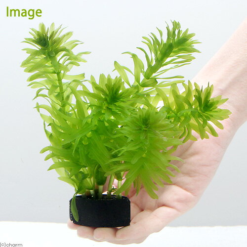 （水草）メダカ・金魚藻　国産　無農薬アナカリス　with　植えるカム（無農薬）（1...