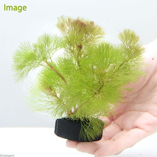 charm 3980 楽天市場店の（水草）メダカ・金魚藻　イエローカボンバ　with　植えるカム（1個）｜アングル3