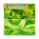 (水草)初めての水草 有茎草(水中葉)2種(1パック)説明書付