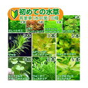 (水草)初めての水草 有茎草(水中葉)10種(1パック)説明書付