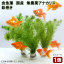 (水草)メダカ・金魚藻 国産 無農薬アナカリス 鉛巻き(5〜7本)(1個)