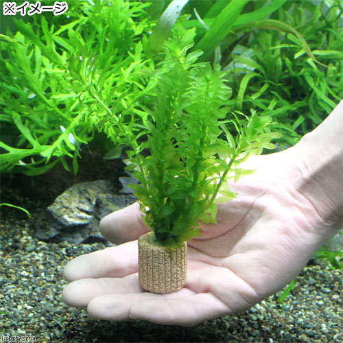（水草）メダカ・金魚藻　国産　ライフマルチ（茶）無農薬アナカリス（2個） 3