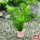 (水草)メダカ・金魚藻 国産 ライフマルチ(茶)無農薬アナカリス(5個)