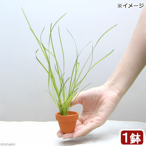 ニッソー　育てる水草の種　ストレートヘアーソイルセット【HLS_DU】　関東当日便