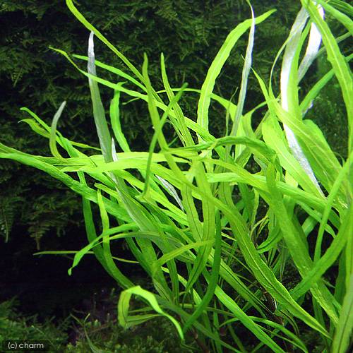 �ʿ���˥ƥ�ץ�ץ��ȡ��ʥ����꡼�աʿ����աˡ�̵�����ˡ�2�ܡ�