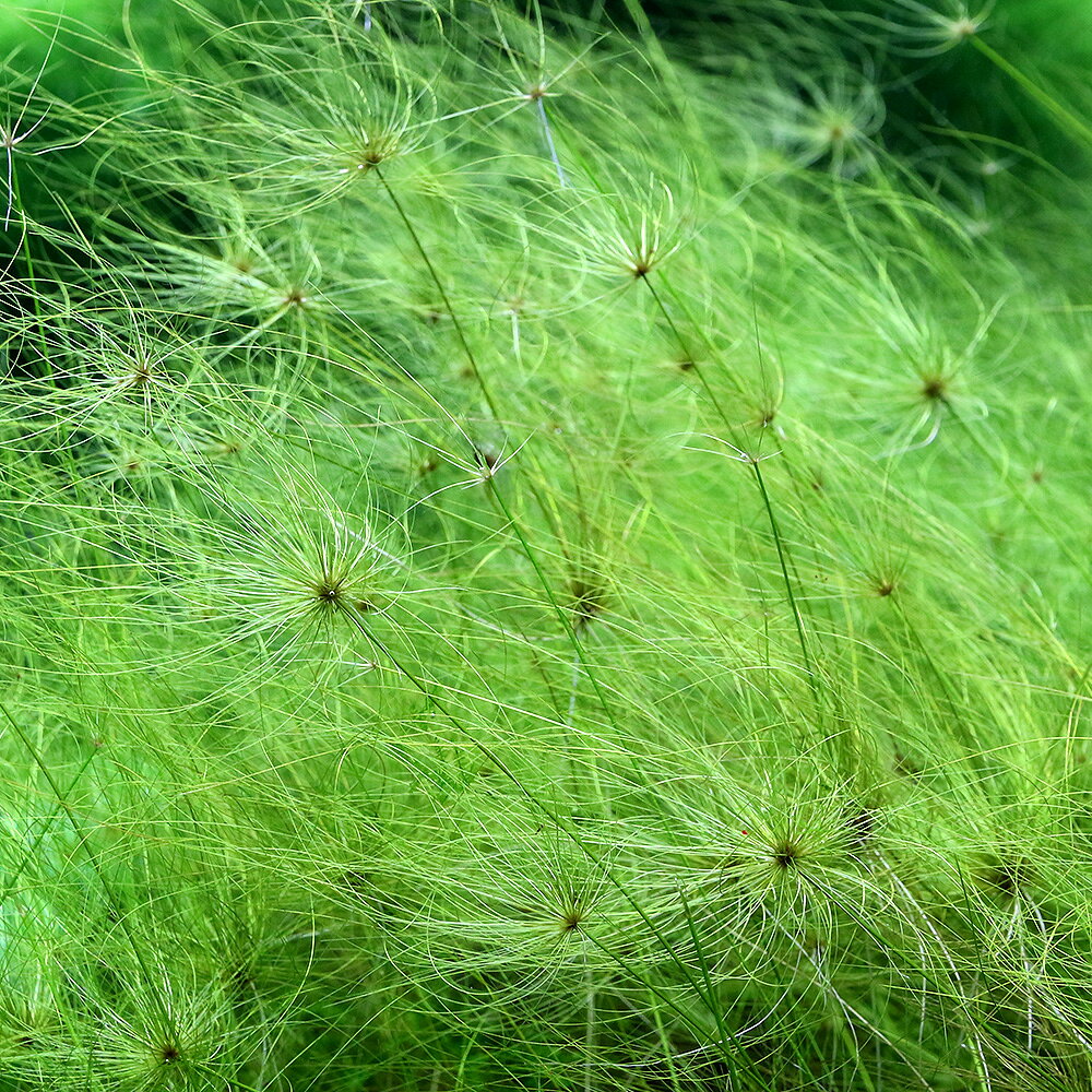 （水草）ラジアルヘアーグラス（水中葉）（無農薬）（3本）
