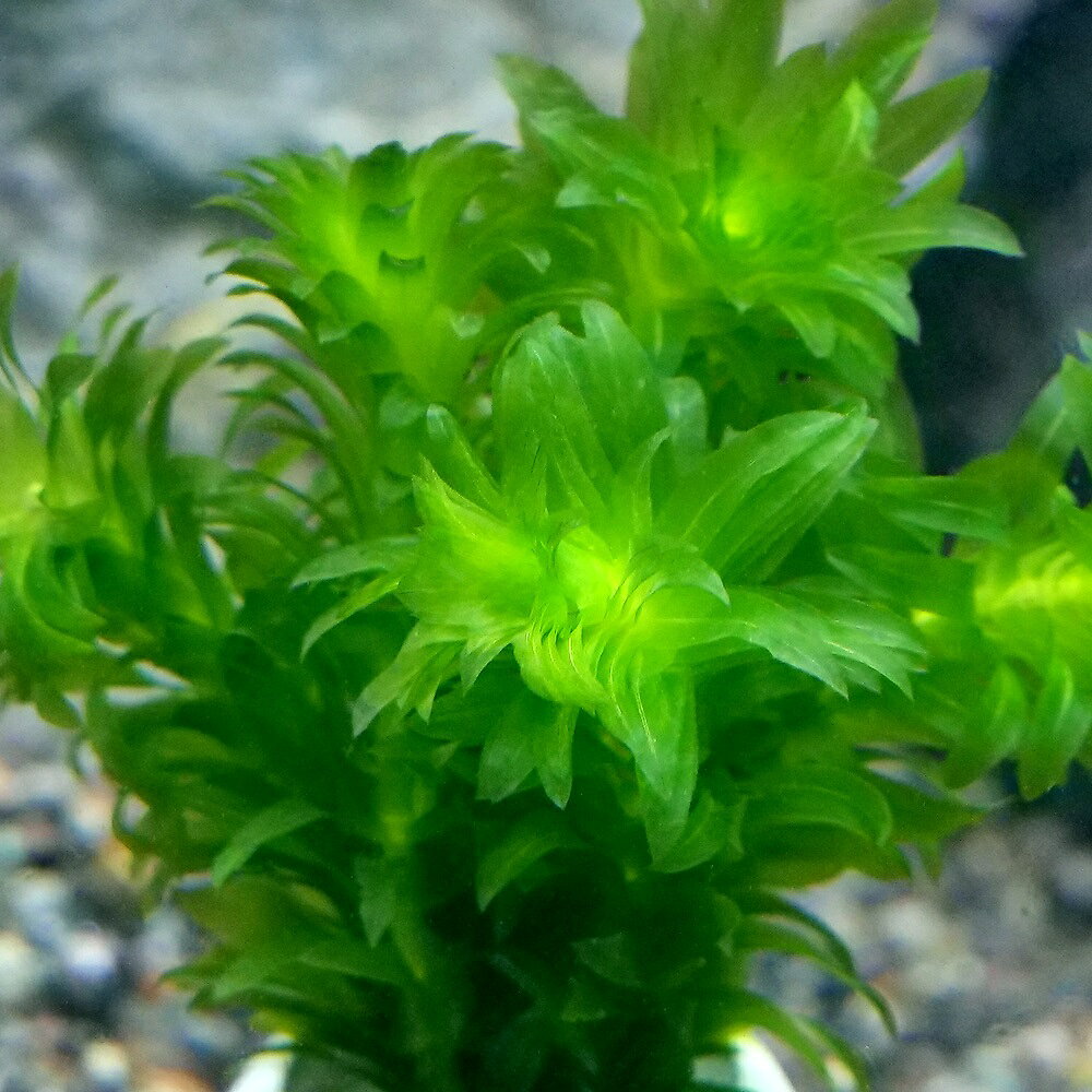（水草）エッグプランター　メダカ・金魚藻　国産　無農薬アナカリス（1個）