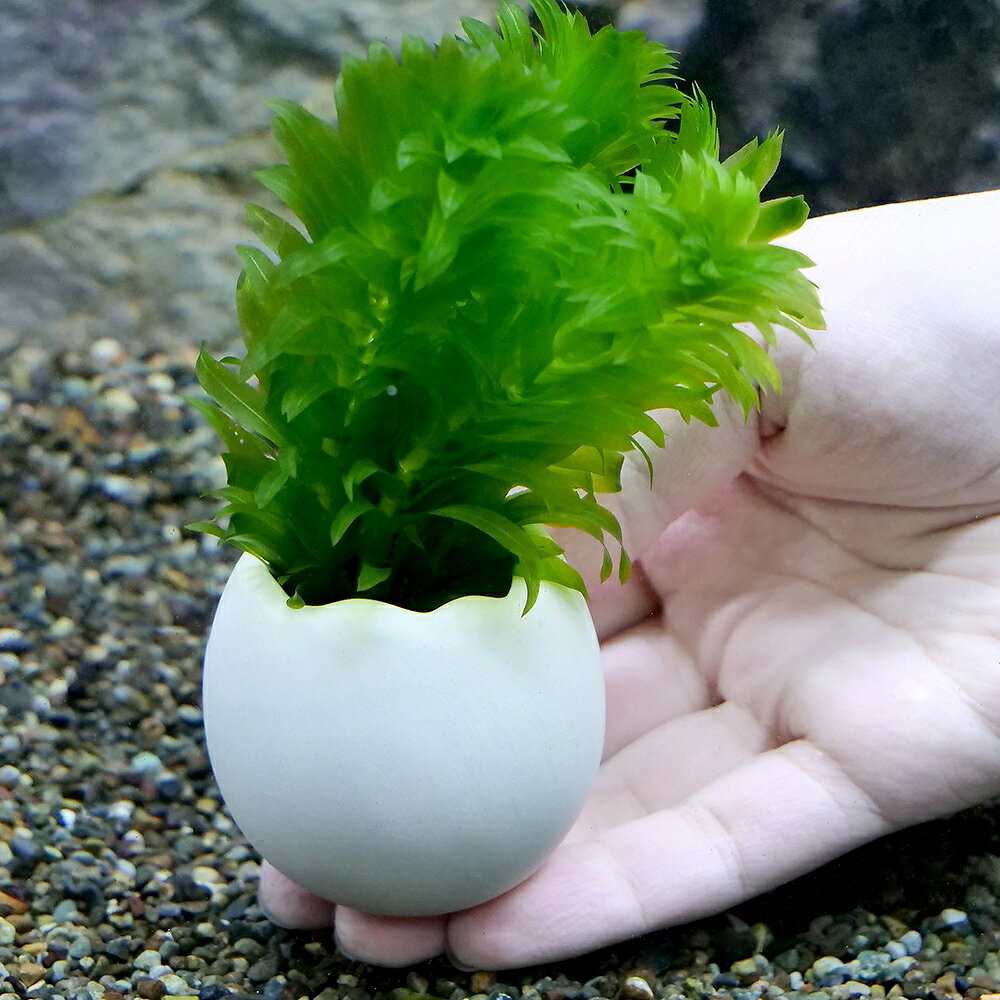 （水草）エッグプランター　メダカ・金魚藻　国産　無農薬アナカリス（1個）
