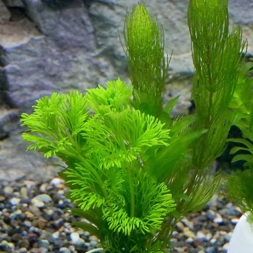 （水草）エッグプランター　メダカ・金魚藻　金魚藻ミックス（3個）