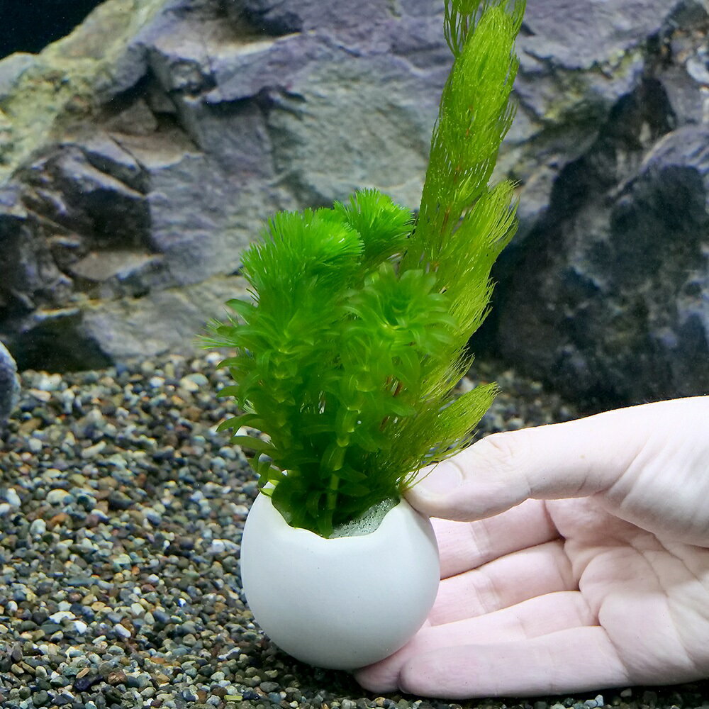 （水草）エッグプランター　メダカ・金魚藻　金魚藻ミックス（3個）