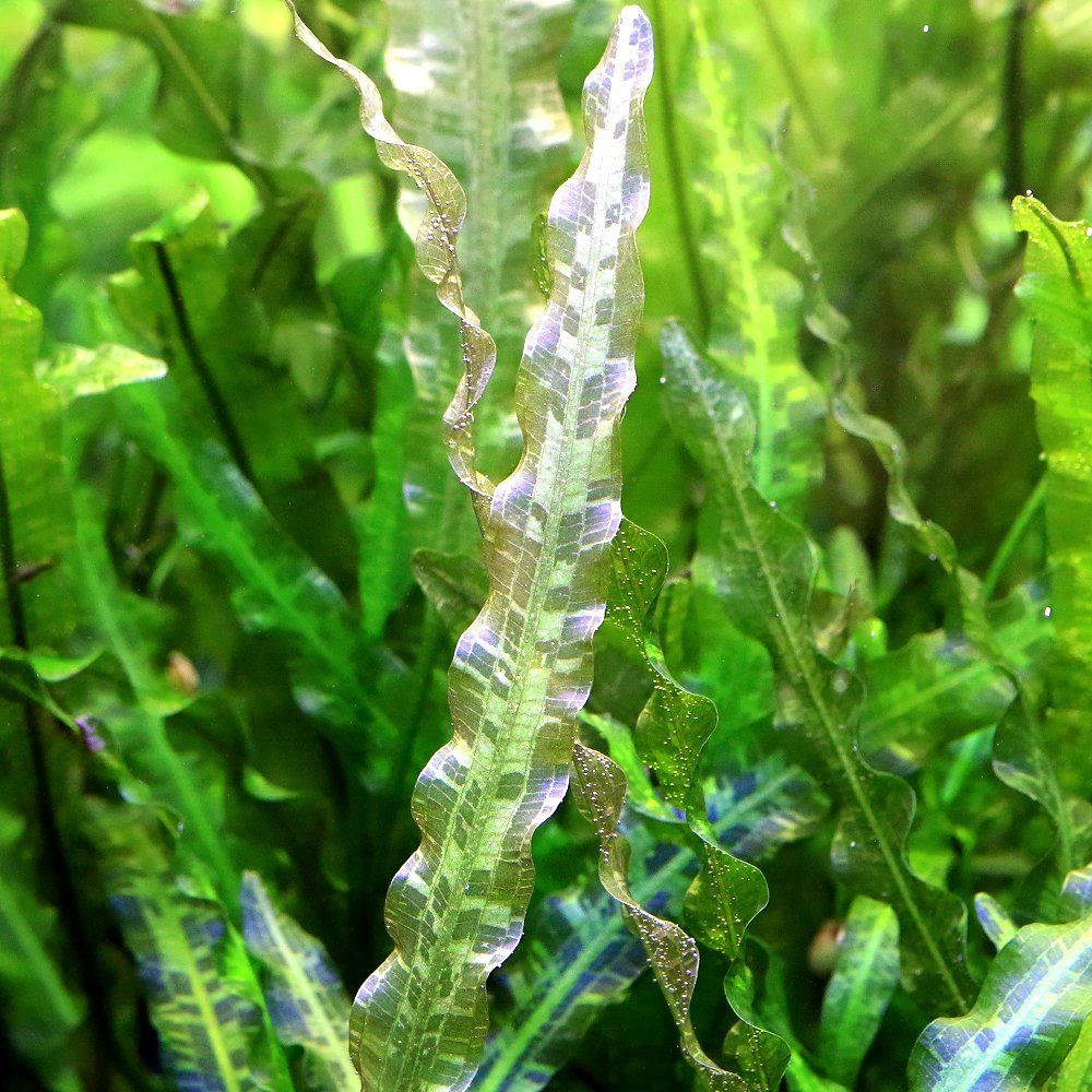 （水草）アポノゲトンsp．タラット産（無農薬）（1株）