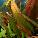 (水草)バルクラヤ ロンギフォリア タラット産(水中葉)(無農薬)(1株)