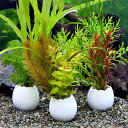 (水草)エッグプランター 寄せ植えミックス(水中葉)(無農薬)(1個)