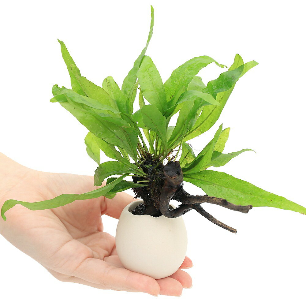 �ʿ���˥��å��ץ�󥿡�����ή�ڡ��ߥ������ꥦ�ࡡ�ץƥ��ץ��ʿ���աˡ�1�ġ�