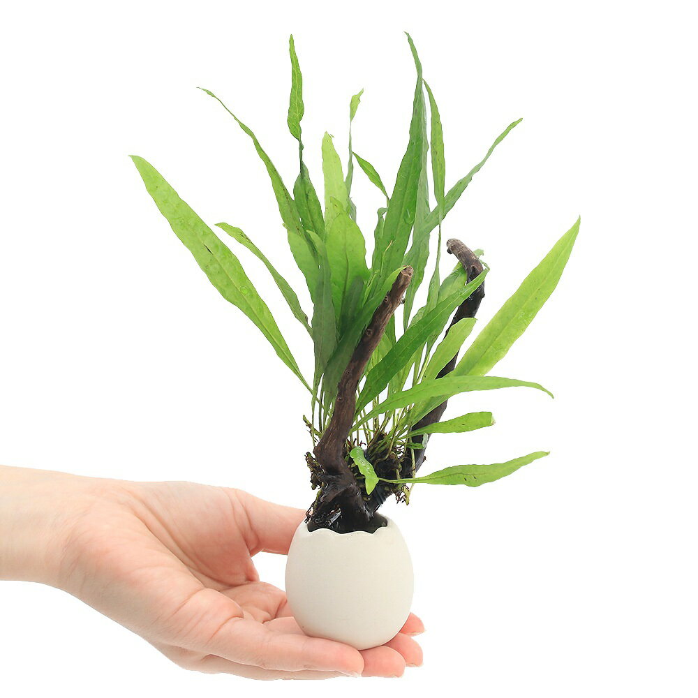 �ʿ���˥��å��ץ�󥿡�����ή�ڡ��ߥ������ꥦ�ࡡ�ץƥ��ץ��������ɥ꡼�աʿ���աˡ�1�ġ�