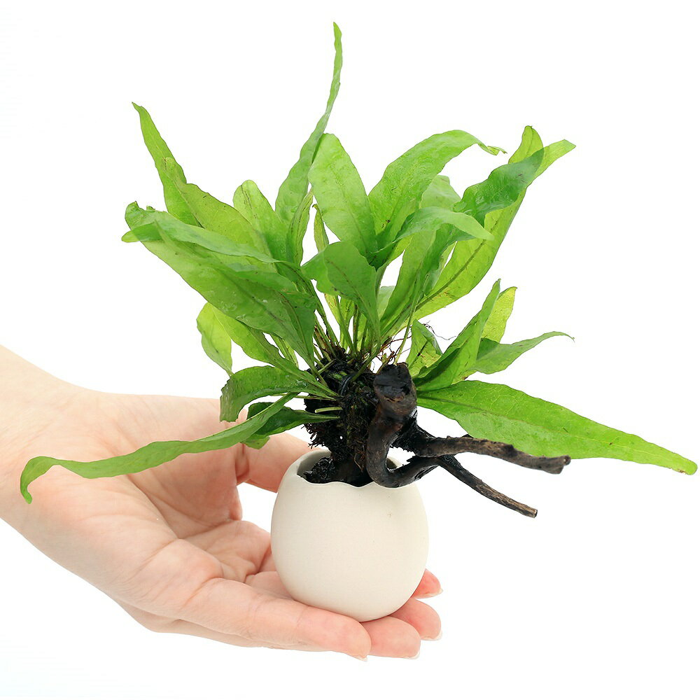 �ʿ���˥��å��ץ�󥿡�����ή�ڡ����ޤ����ߥ������ꥦ��ʿ���աˡ�1�ġ�