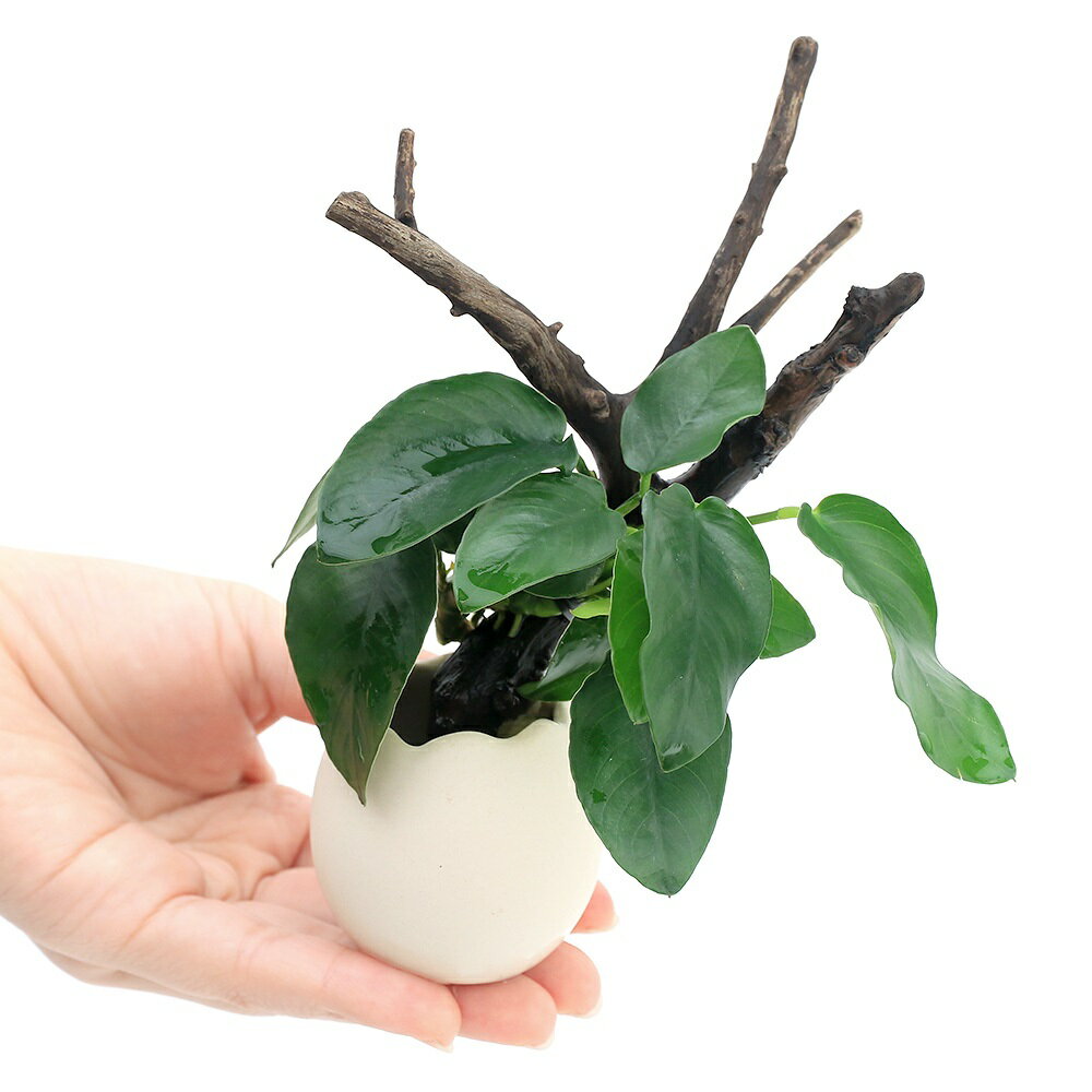 �ʿ���˥��å��ץ�󥿡�����ή�ڡ����̥ӥ����ʥʡʿ���աˡ�1�ġ�