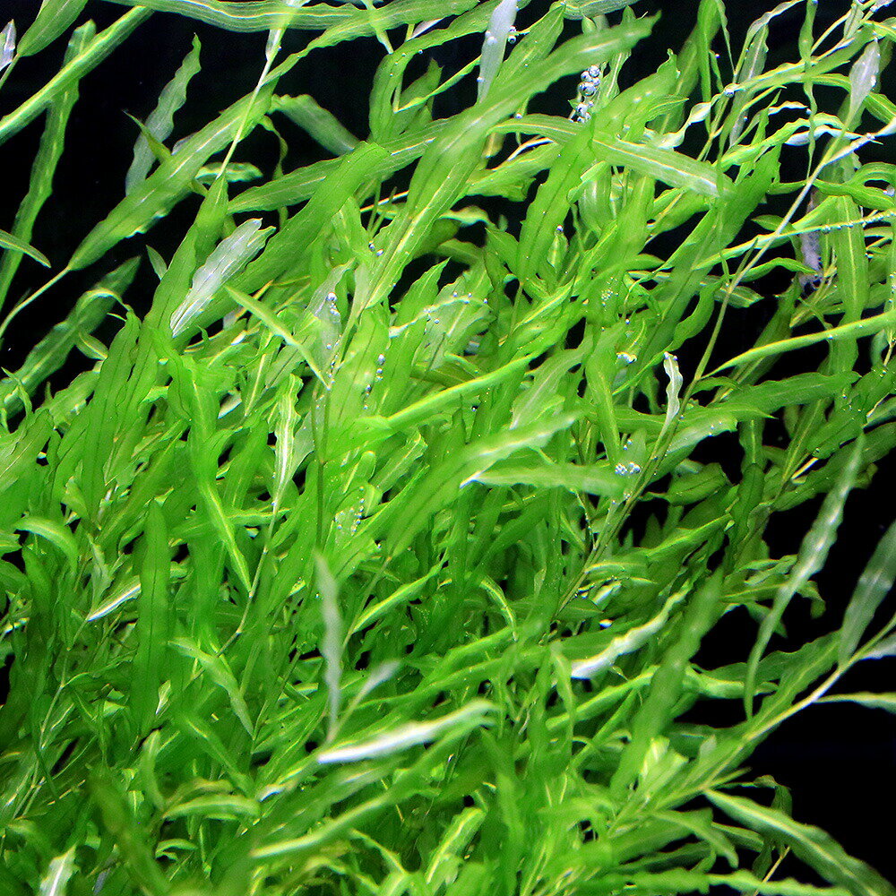 （水草）エゾヒルムシロ（水中葉）（無農薬）（5本）　北海道・九州航空便要保温