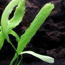 (水草)ニムフォイデス フラッキダ(無農薬)(1株)