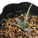 (多肉植物)ウェルウィッチア ミラビリス 奇想天外 ロングポット 実生苗 3.5〜4号(1ポット)