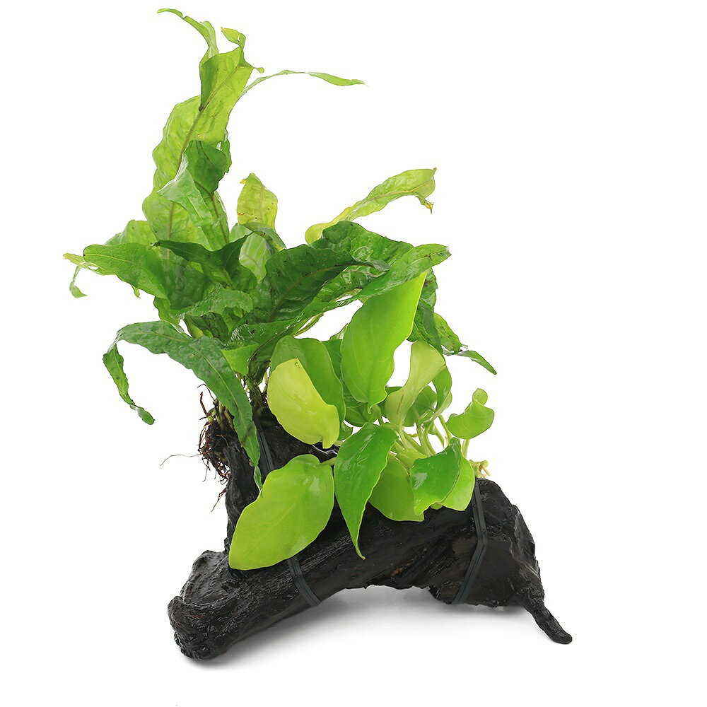 （水草）アヌビアスナナ　ゴールデン＆ミクロソリウム　プテロプス　ゴールデンスパークル付　流木　SS..