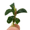 (水草)ブセファランドラsp.ブラウニーフェニックス(東南便)(水上葉)(1株)