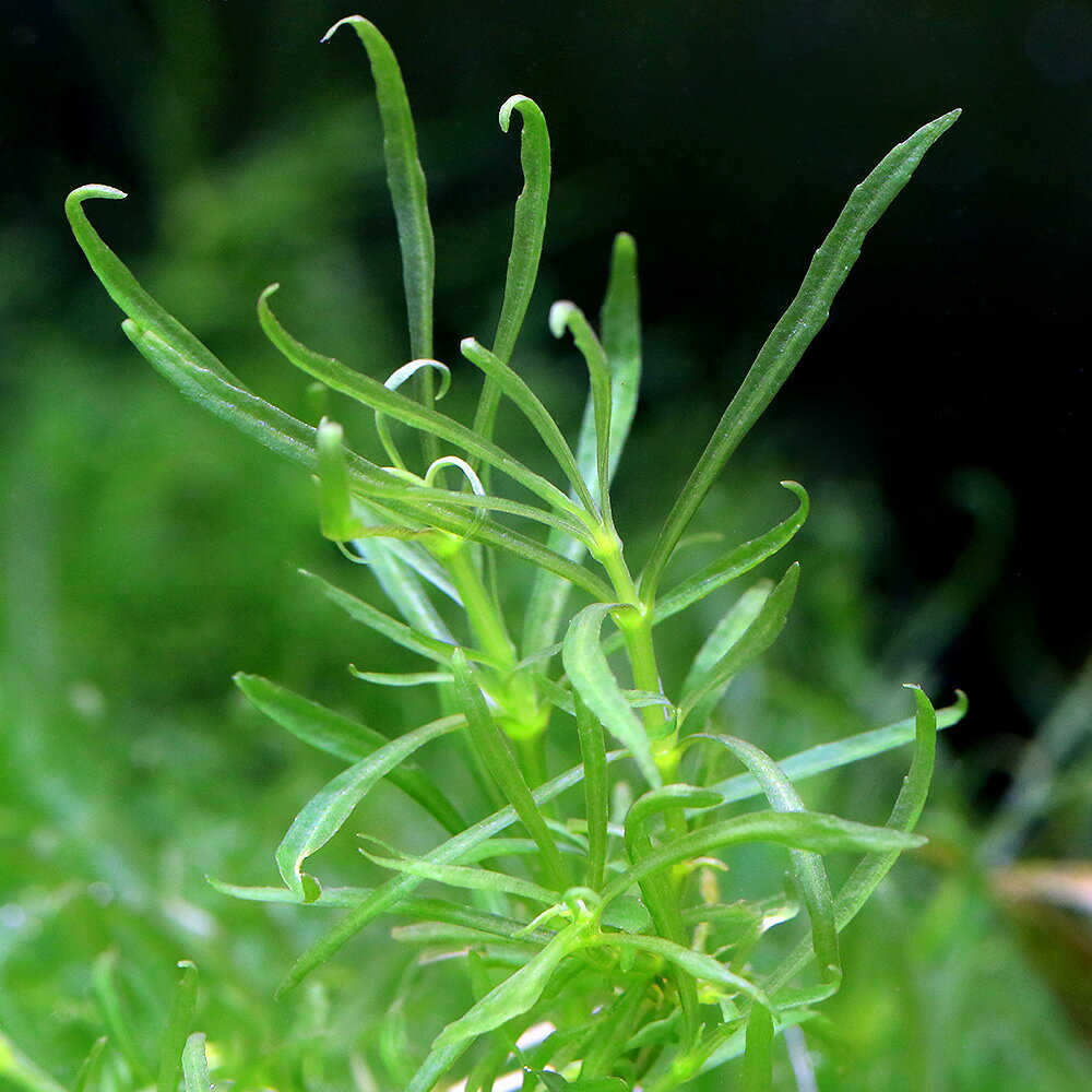 （水草）沈水性　ポゴステモン　メンメン（水中葉）（無農薬）（6本）
