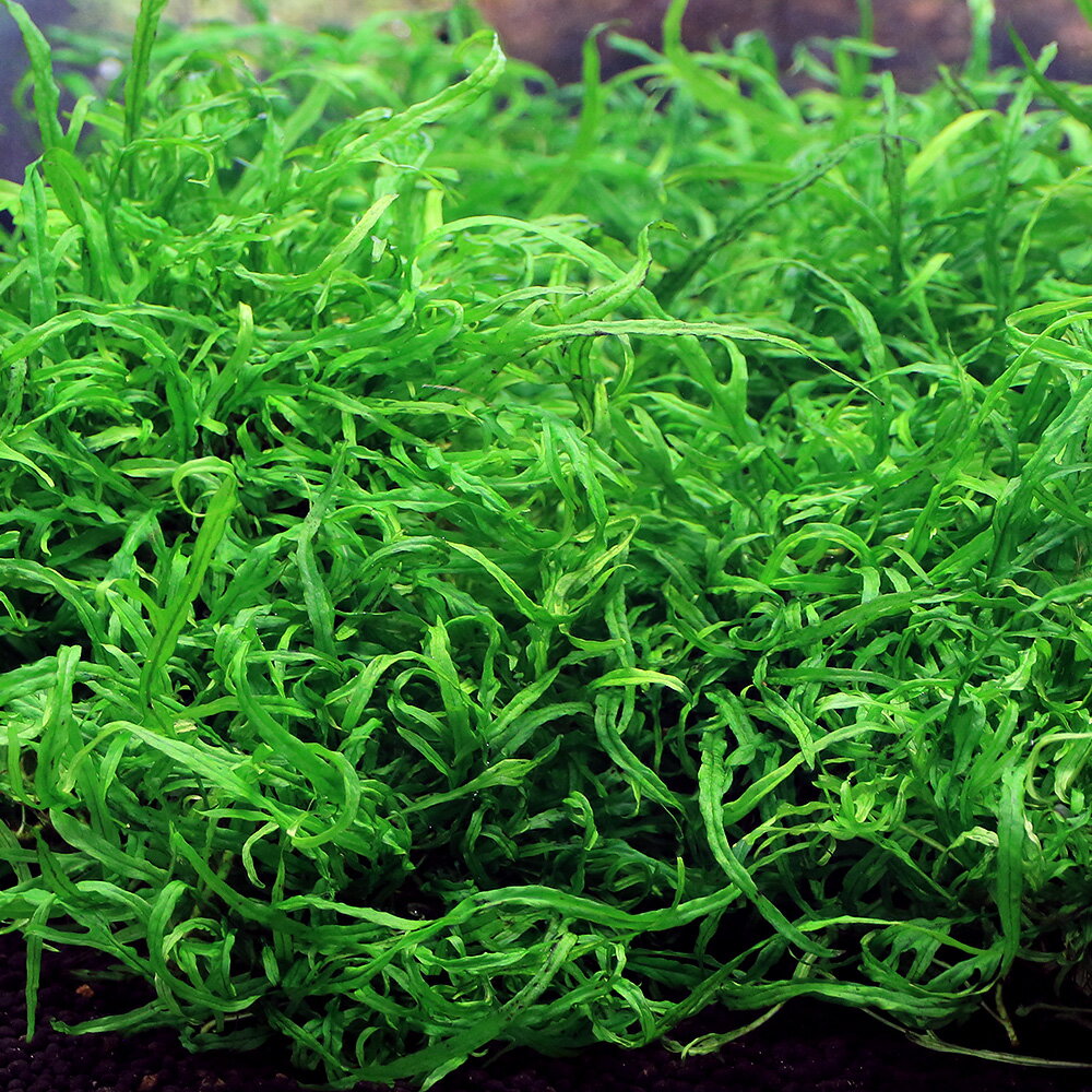 �ʿ���˥ߥ������ꥦ��sp����󥸥㥦����ƥ��ޥ����ʿ����աˡ�̵�����ˡ�3����